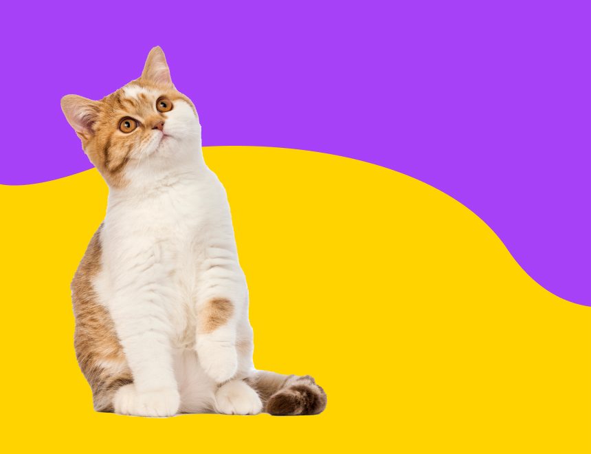 Le confort devotre chat